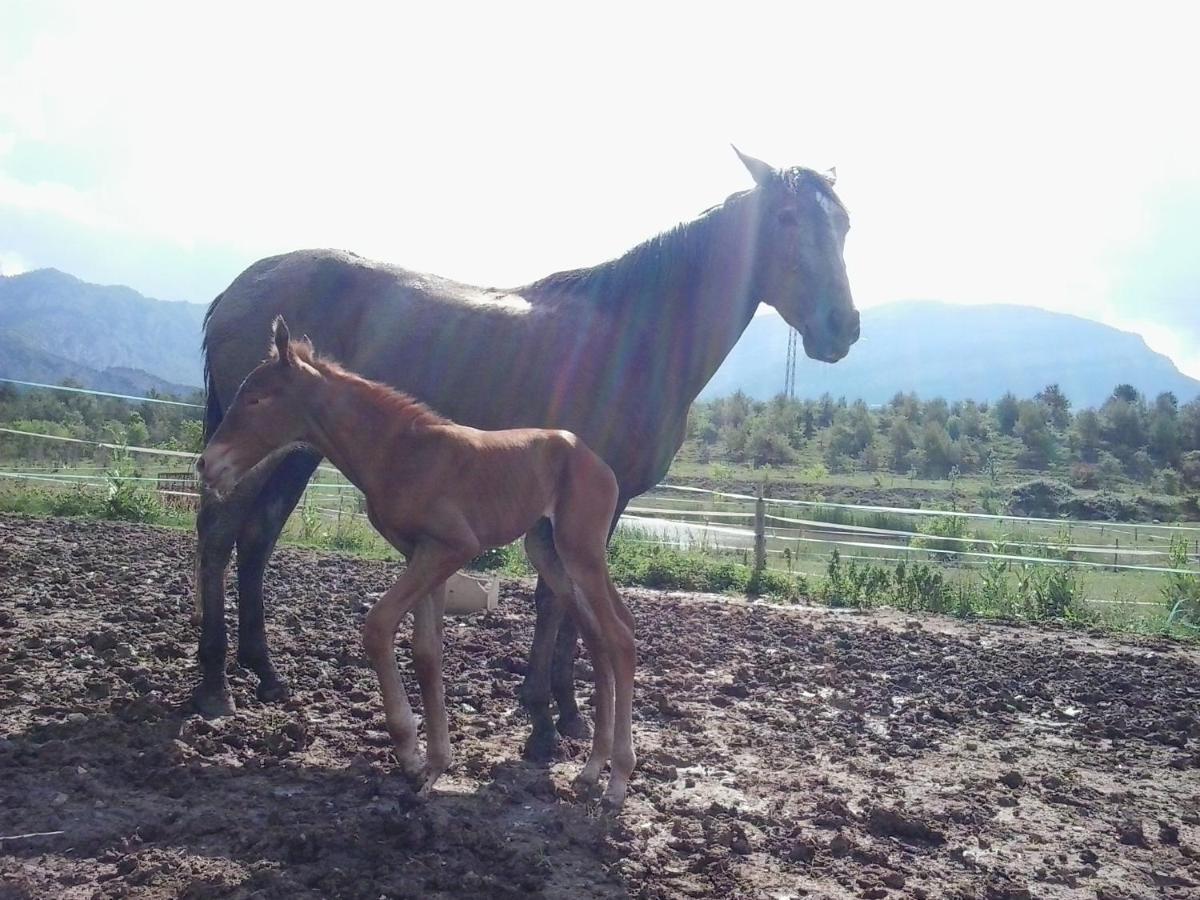 El Jou Nature Sant Corneli Εξωτερικό φωτογραφία